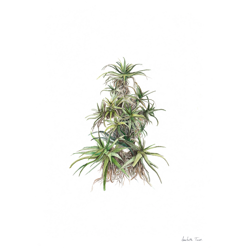 Tilt-Head Aloe Print