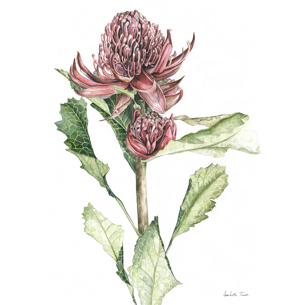 Waratah Print