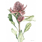 Waratah Print