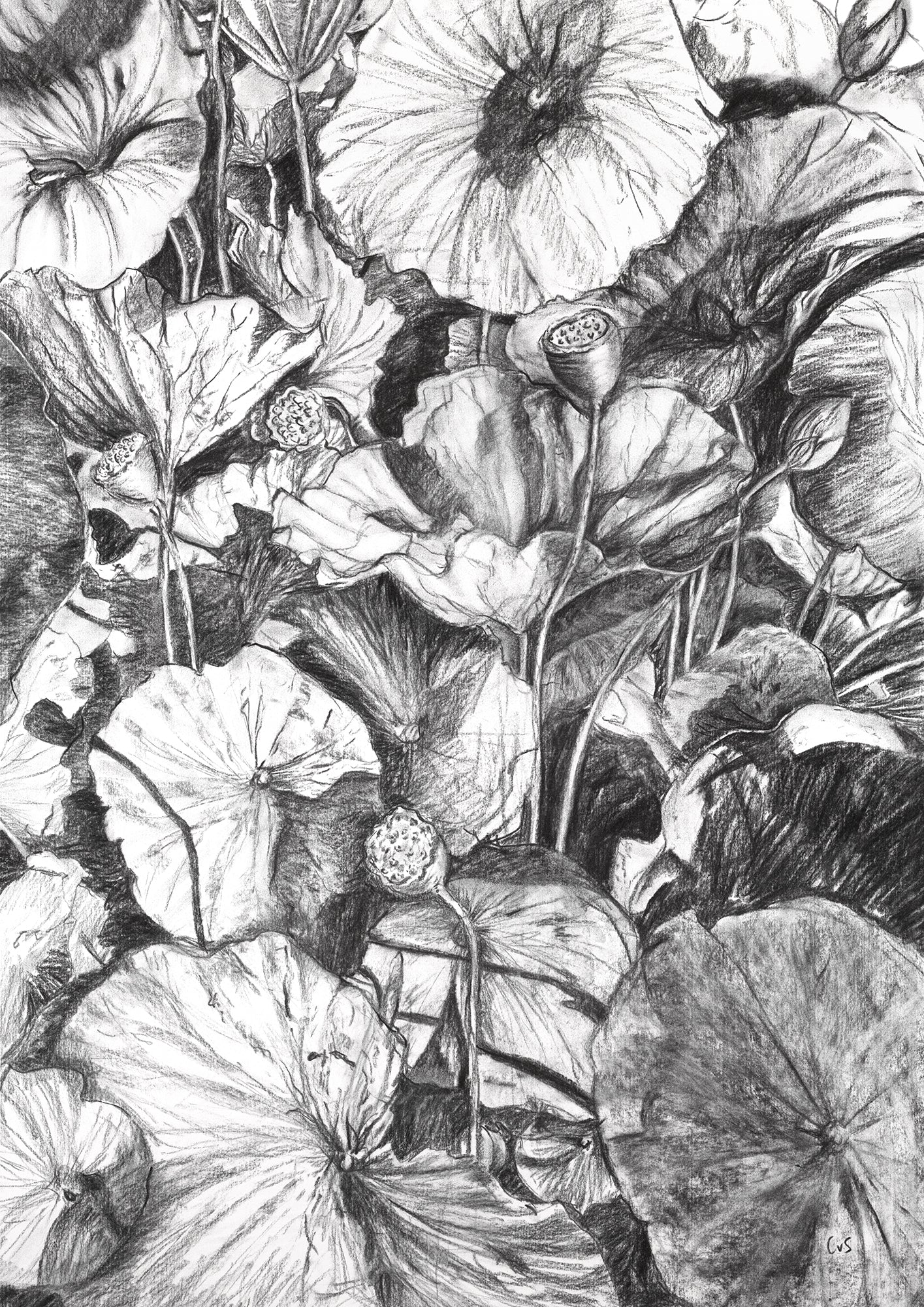 Water Lilies Print