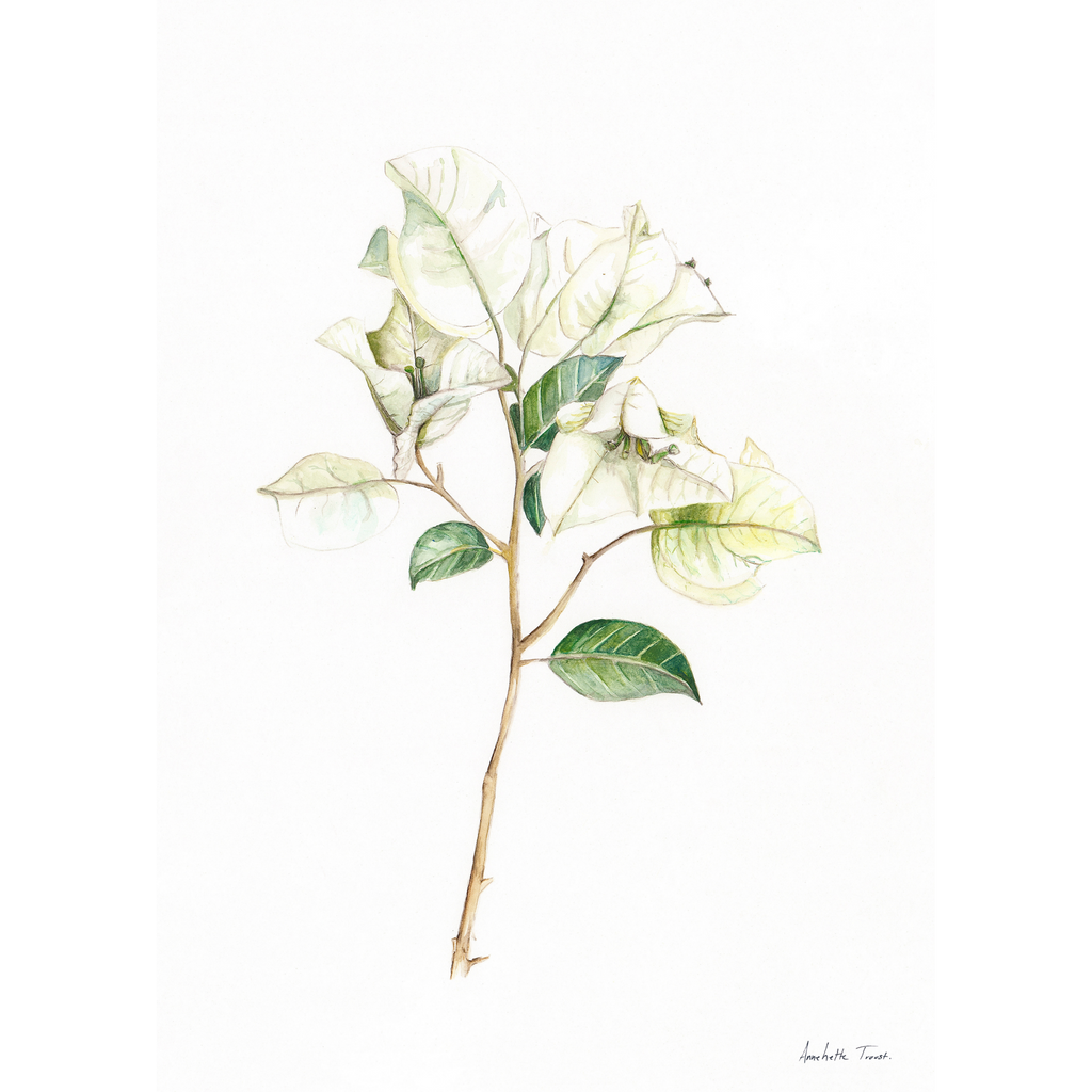 White Bougainvillea Print