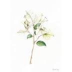 White Bougainvillea Print