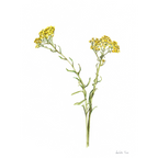 Wild Flower Print