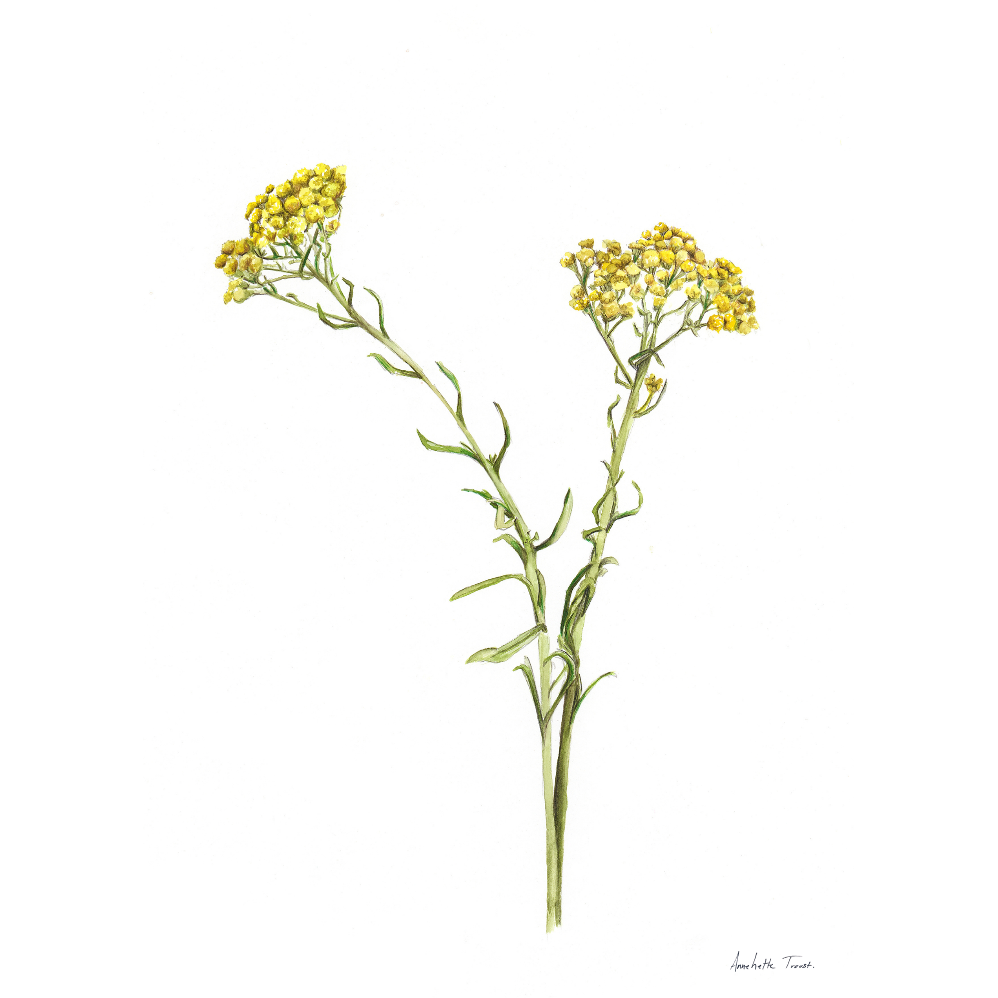 Wild Flower Print