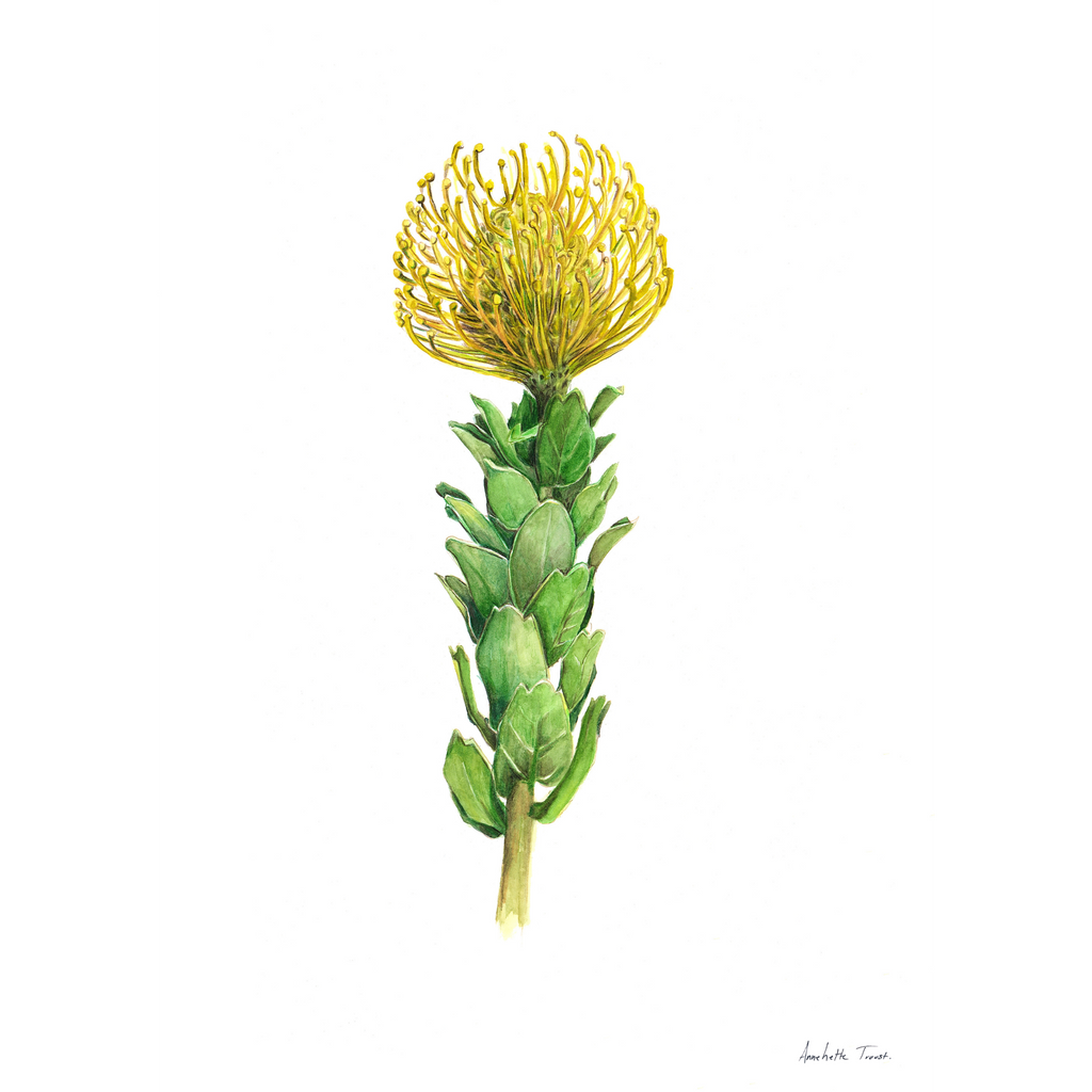 Yellow Pincushion Print
