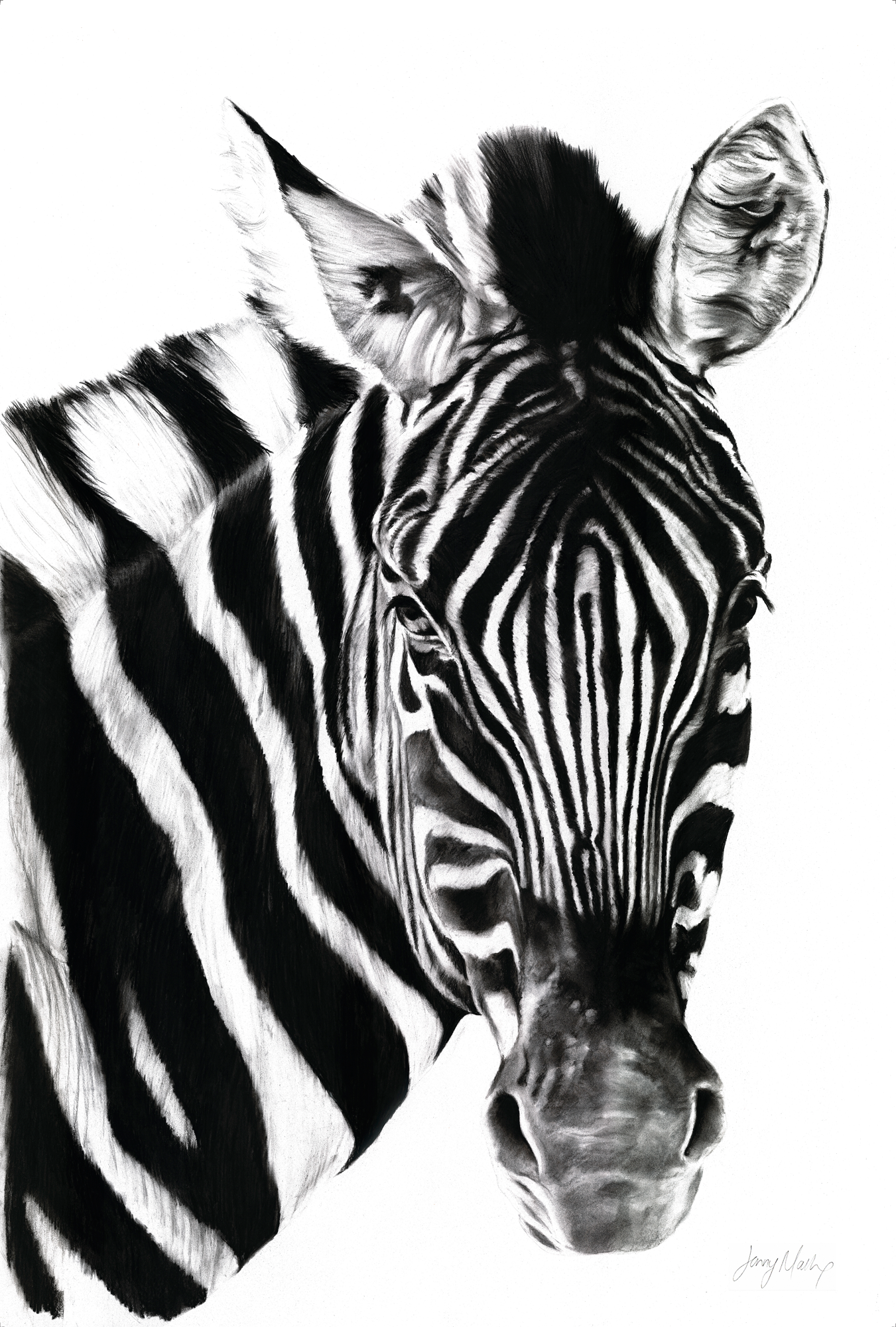 Zebra II Print