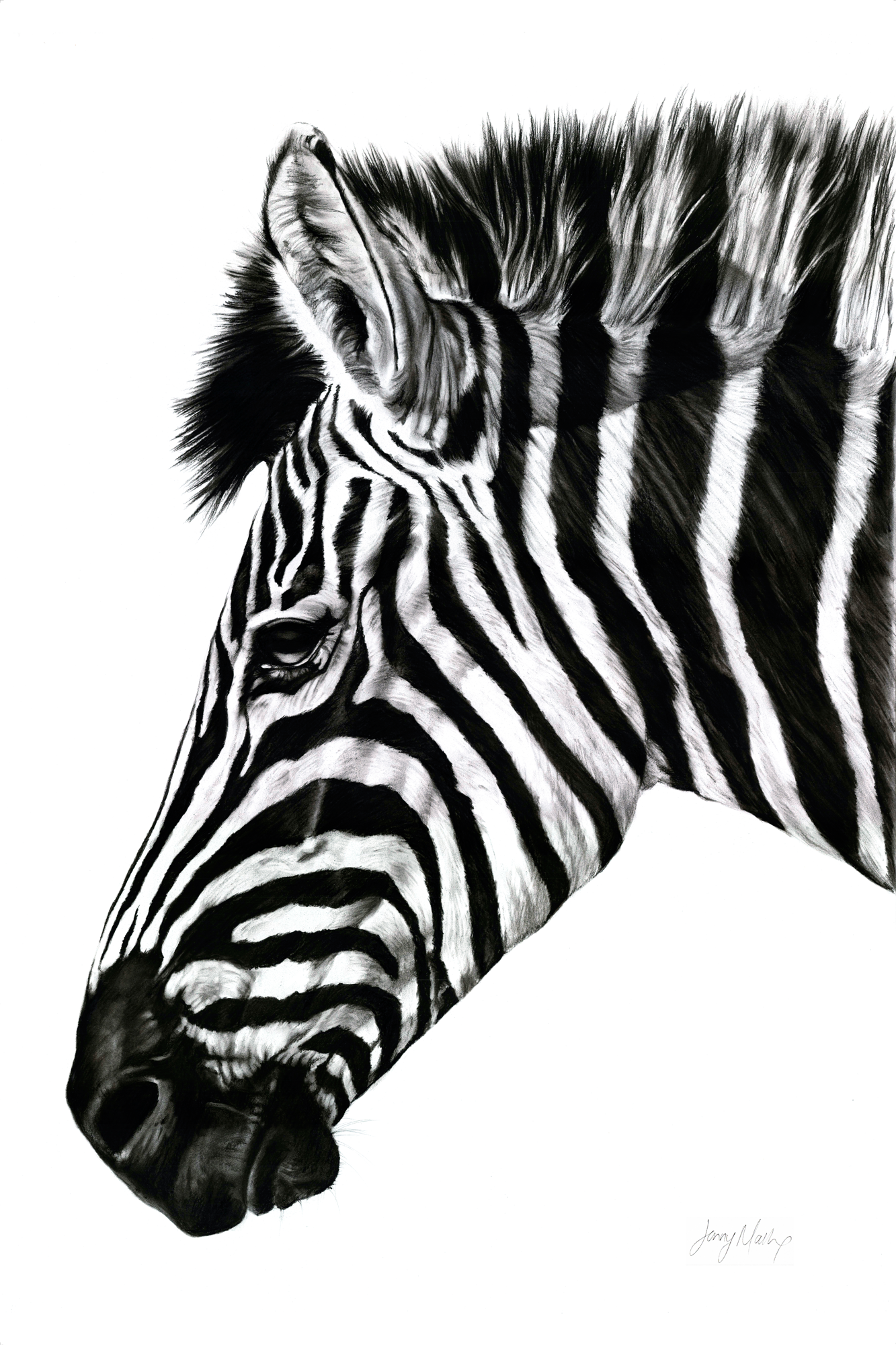 Zebra III Print