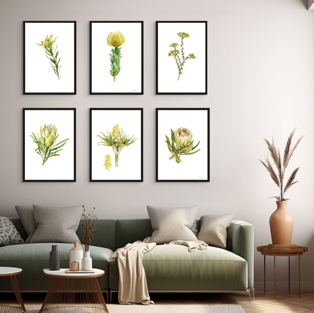Aloidendron Dichotomum Print