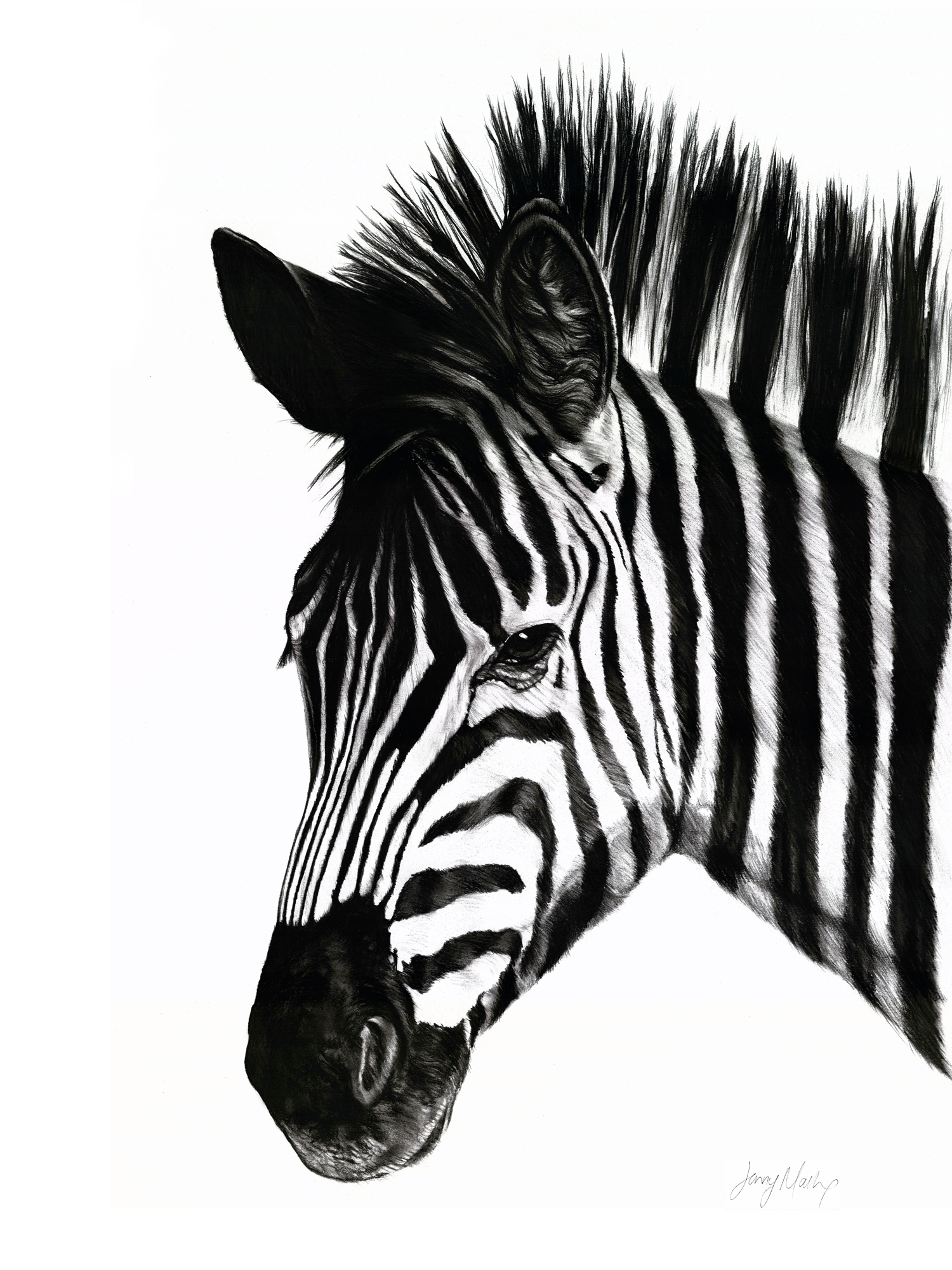 Zebra I Print